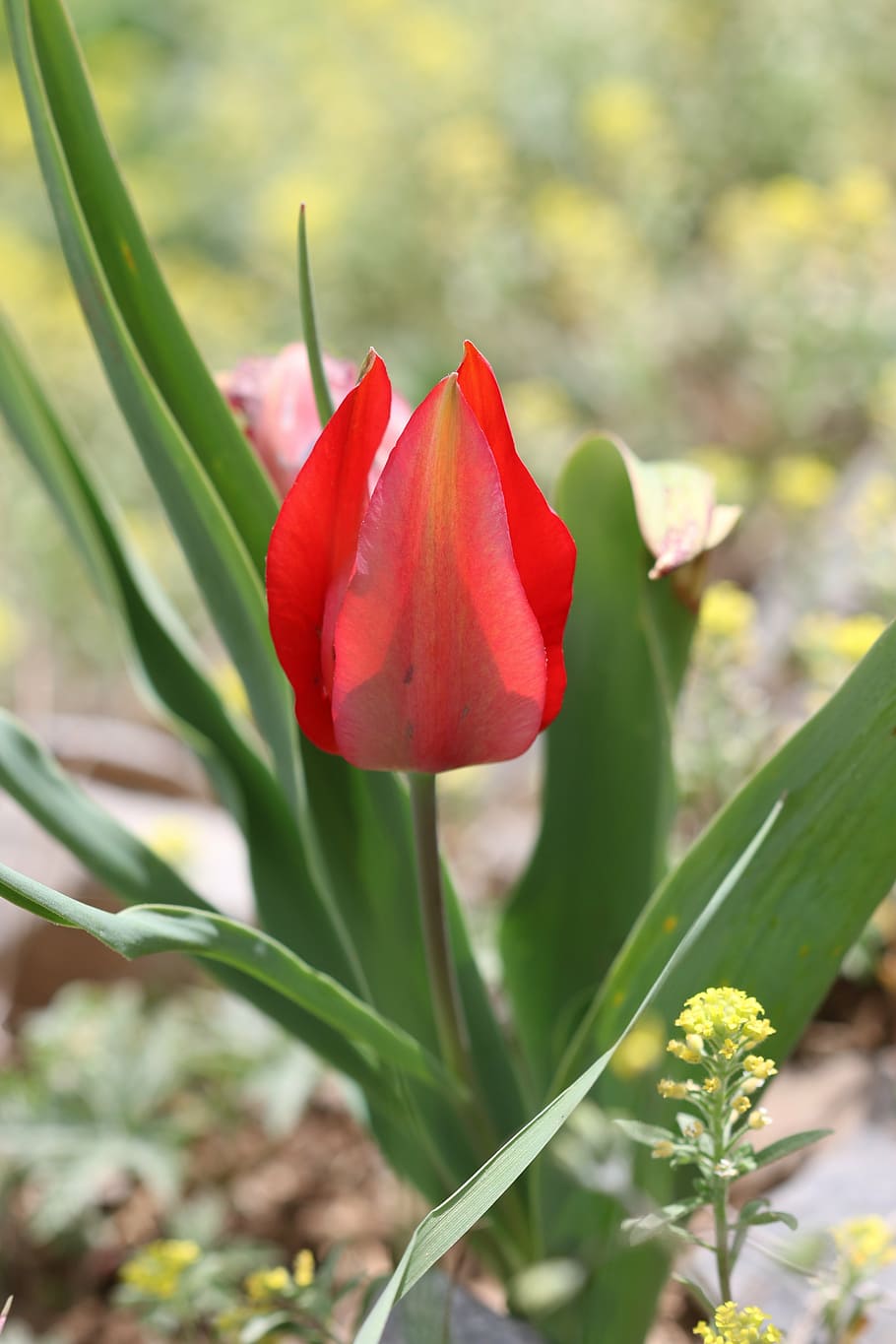tulips, green, red, flower, garden, plant, flowers, beautiful HD wallpaper