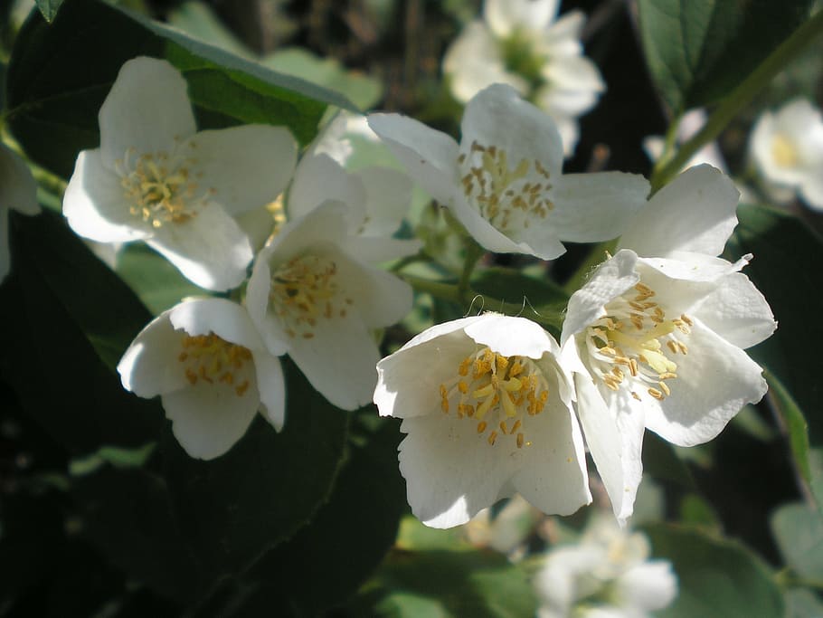 trees, apple, bloom, nature, flower, plant, close-up, petal HD wallpaper