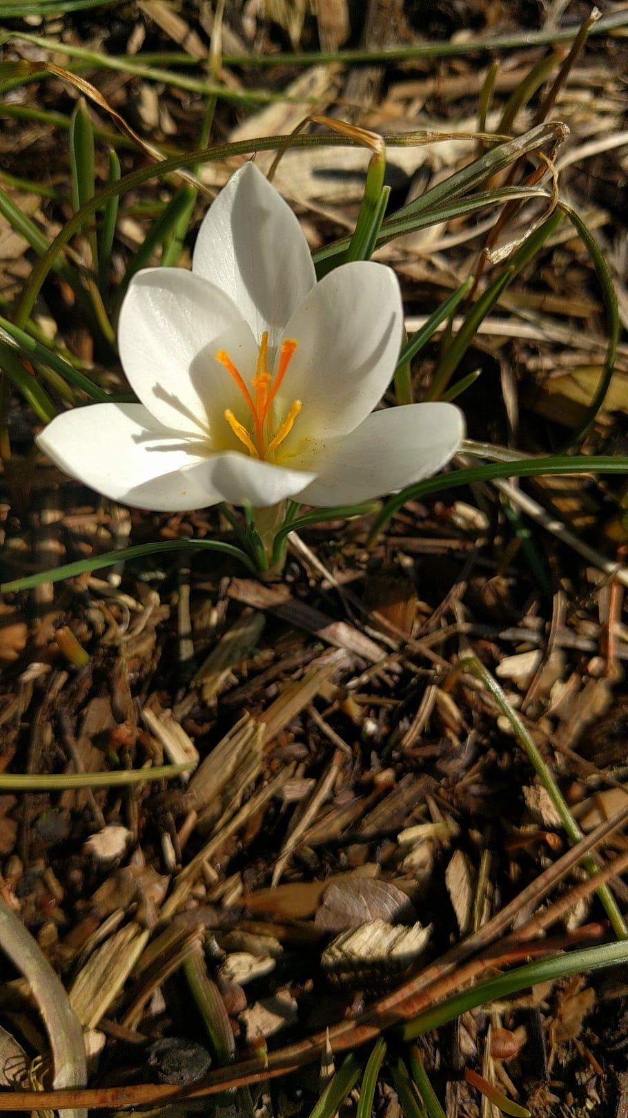 crocus, white, spring, flower, nature, bloom, floral, season HD wallpaper
