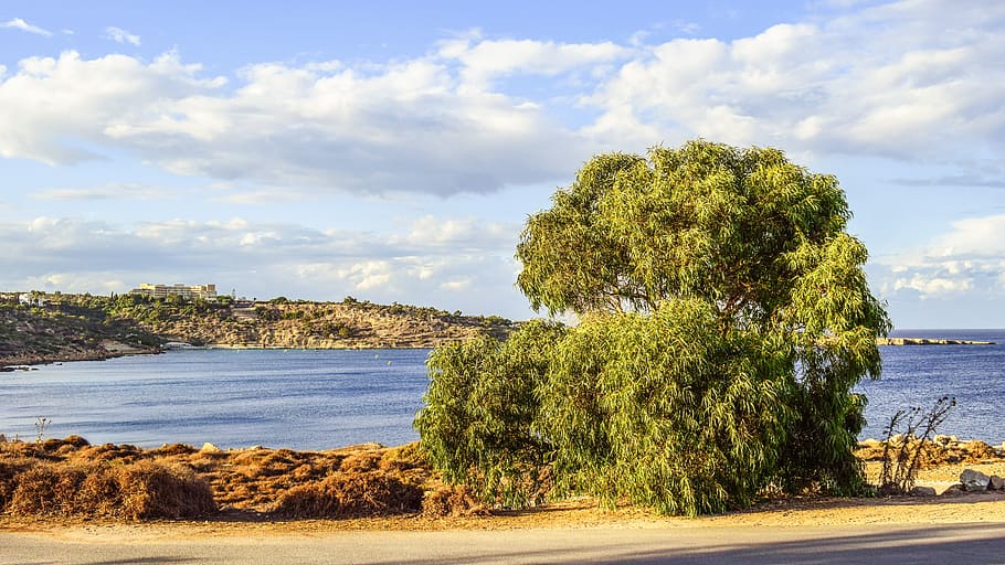 tree, landscape, scenery, eucalyptus, cavo greko, cyprus, plant HD wallpaper