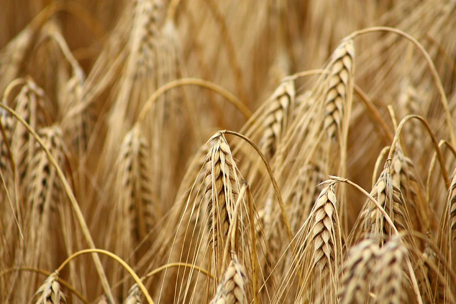 Cornfield, Wheat Field, Cereals, agriculture, cereal Plant HD wallpaper