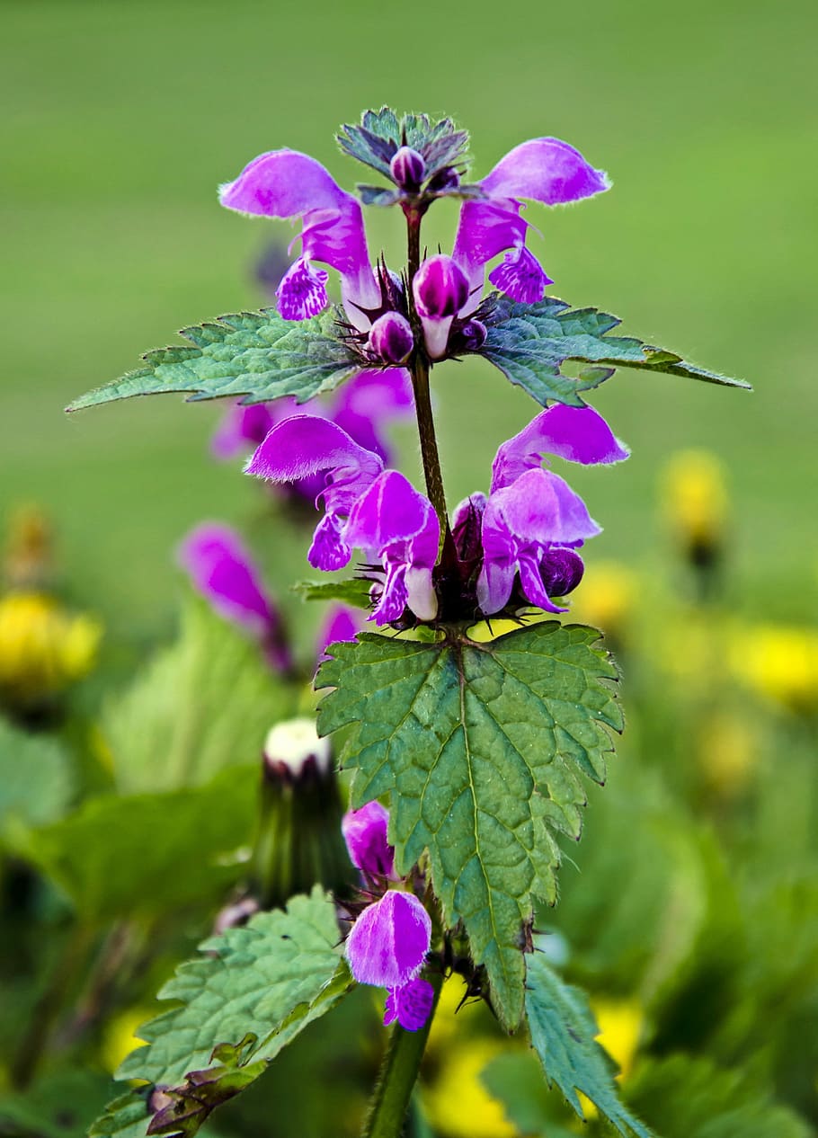 Spring, Flower, Nature, Garden, plant, purple, summer, green Color HD wallpaper