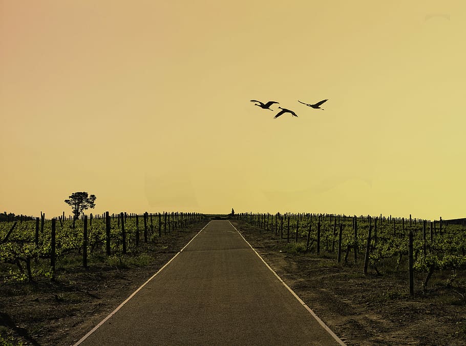 road surrounded by farm, three birds flying under cloudy sky during daytime HD wallpaper