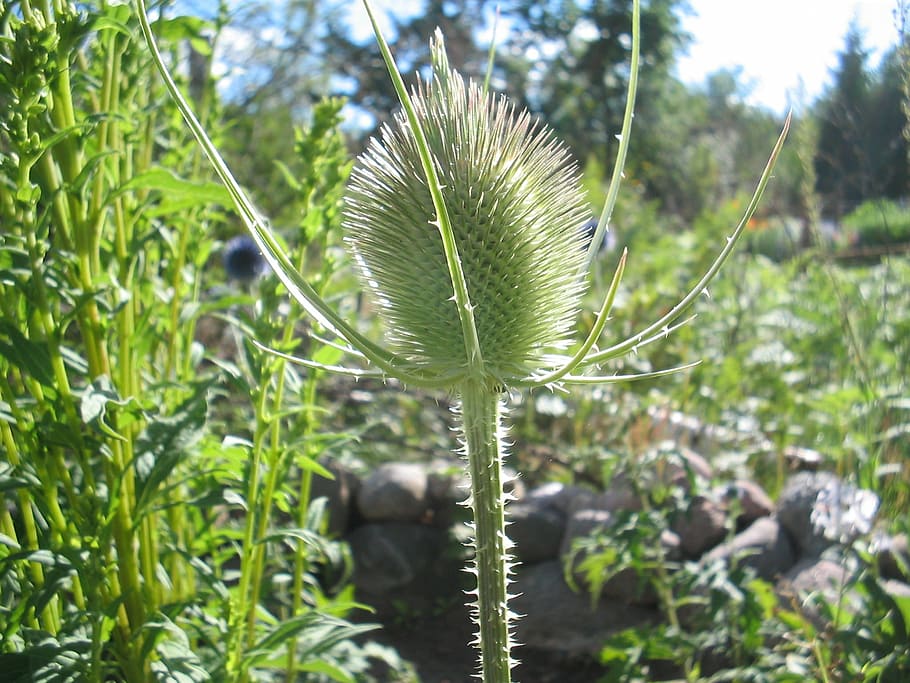 thistle, garden, summer, green, leaf, sky blue, plant, stones HD wallpaper