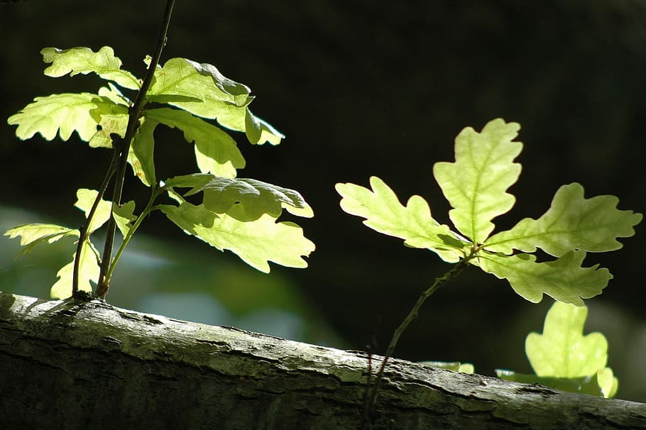 leaf, tree, spring, plant, plant part, growth, nature, green color HD wallpaper