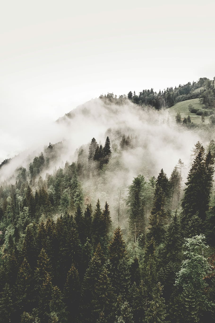 aerial photography of woods with fogs, smoke over tall trees HD wallpaper