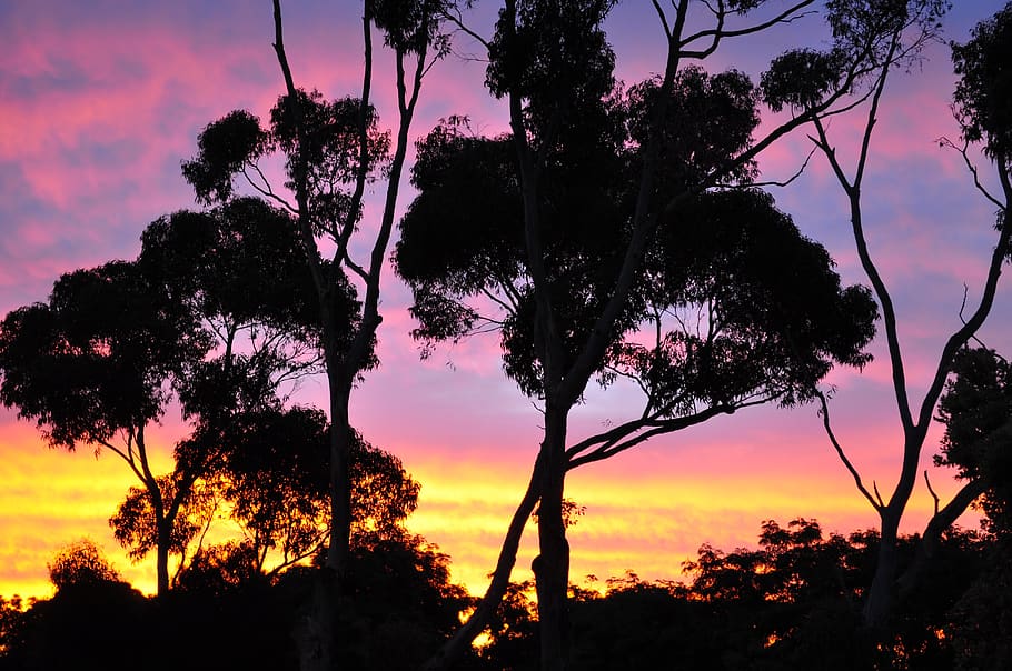 sunset, tree, nature, sky, outdoors, dusk, evening, silhouette HD wallpaper