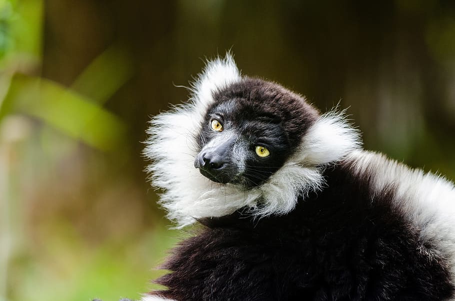 black and white ruffed lemur, wildlife, madagascar, nature, HD wallpaper