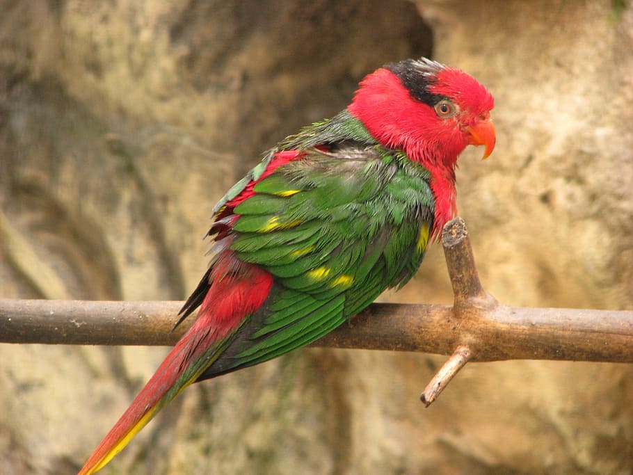 Parrot, Bird, Tropical, perched, green, wild, jungle, beak HD wallpaper