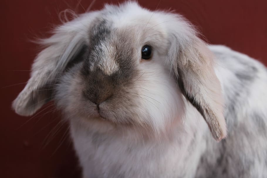 Bun, Rabbit, Cute, White, Silver, bunny, fur, adorable, small HD wallpaper