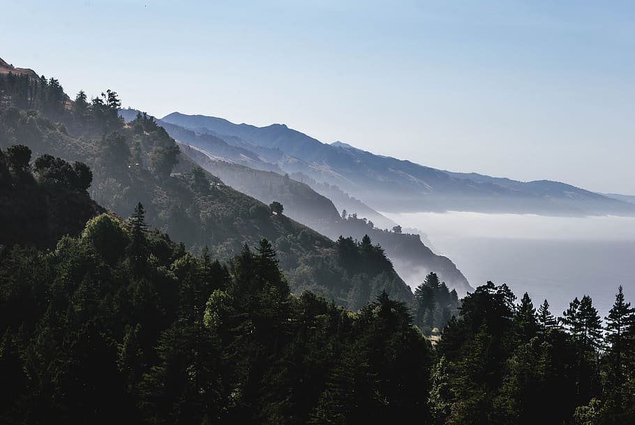 forest tree on mountain, green leafed trees covered with fog HD wallpaper