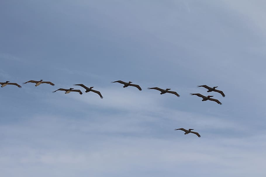 birds, flock, fly, nature, flying, winged, wildlife, group of animals HD wallpaper