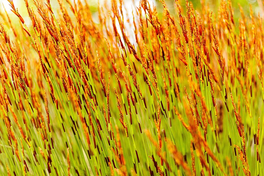 grass, green, brown, pattern, plant, environment, fresh, outdoors HD wallpaper