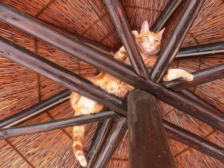 brown tabby cat laying on top of brown woven parasol, rafters