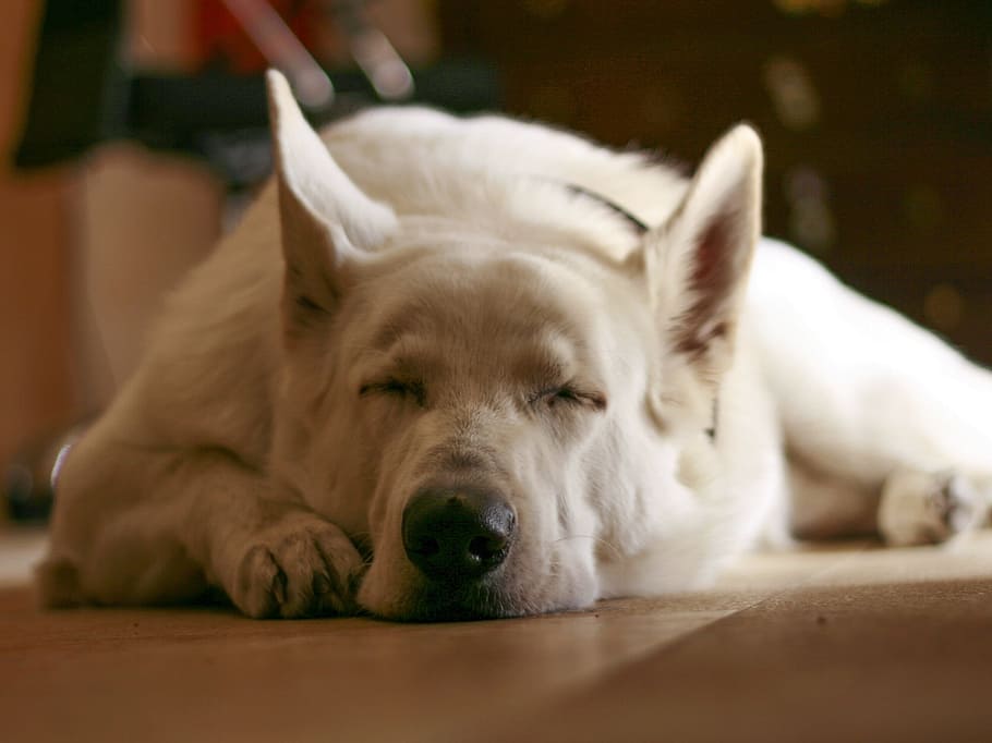 white dog sleeping on floor, White, Wolf, Pet, Cute, relax, puppy, HD wallpaper