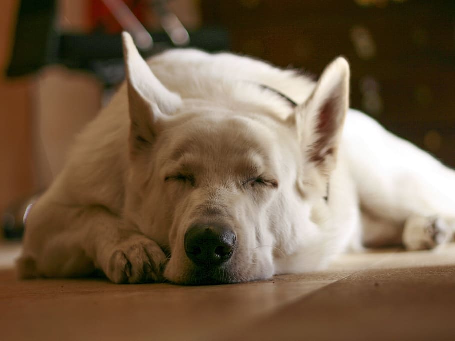 white dog sleeping on floor, White, Wolf, Pet, Cute, relax HD wallpaper