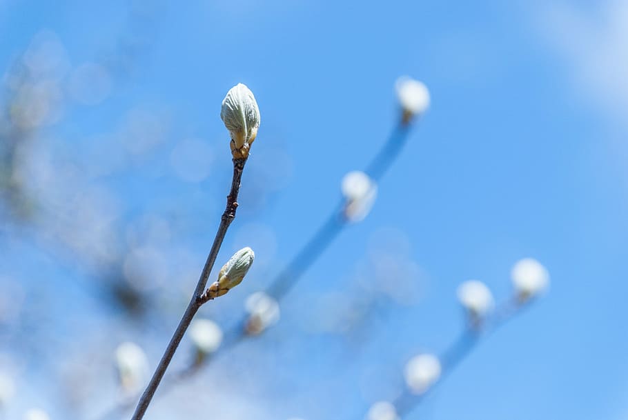 outbreak, branch, plant, spring, beauty in nature, growth, flower HD wallpaper