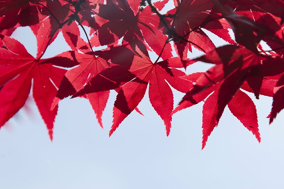 red leaf close up photo, leaves, tree, summer, autumn, branch HD wallpaper