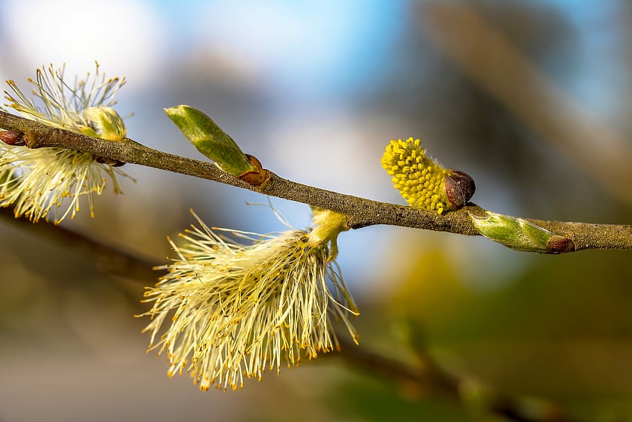 willow catkins, bud, shoots, bloom, branch, nature, spring HD wallpaper