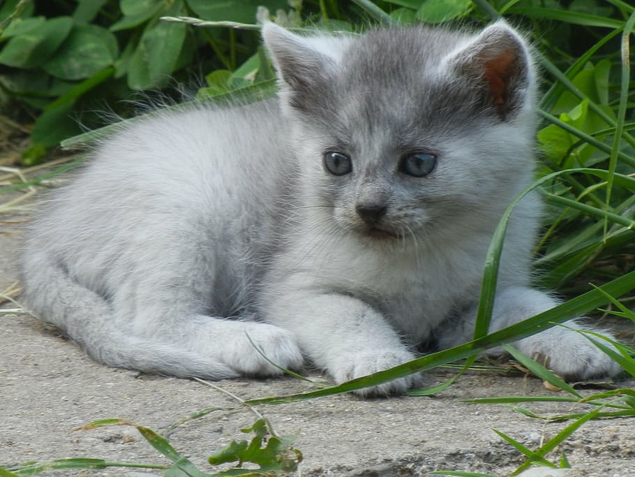 short-fur gray kitten on gray pavement, kitty, beautiful, small HD wallpaper