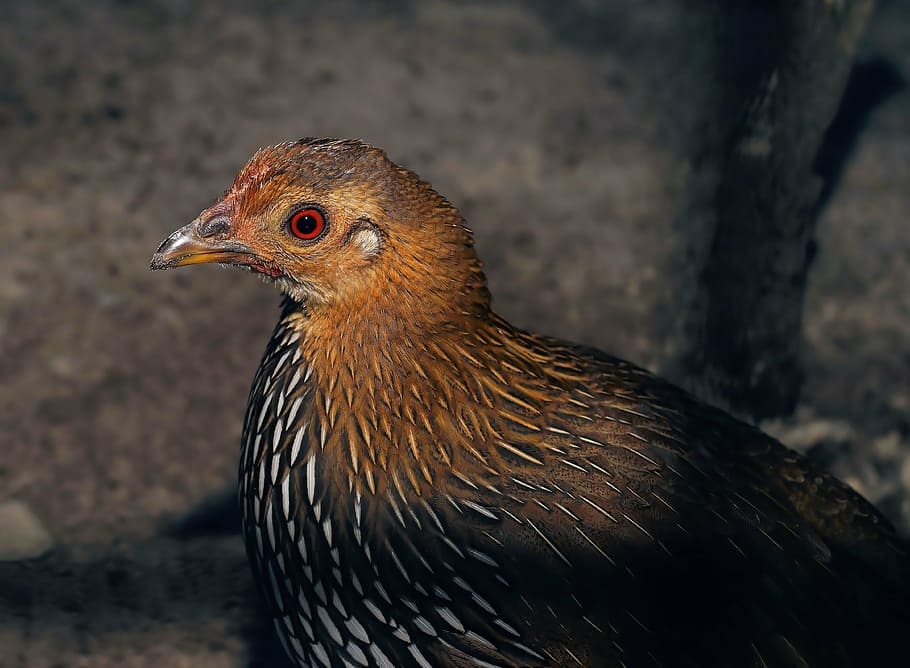 chicken, poultry, hen, bird, pinnate, nature, feather, country life HD wallpaper