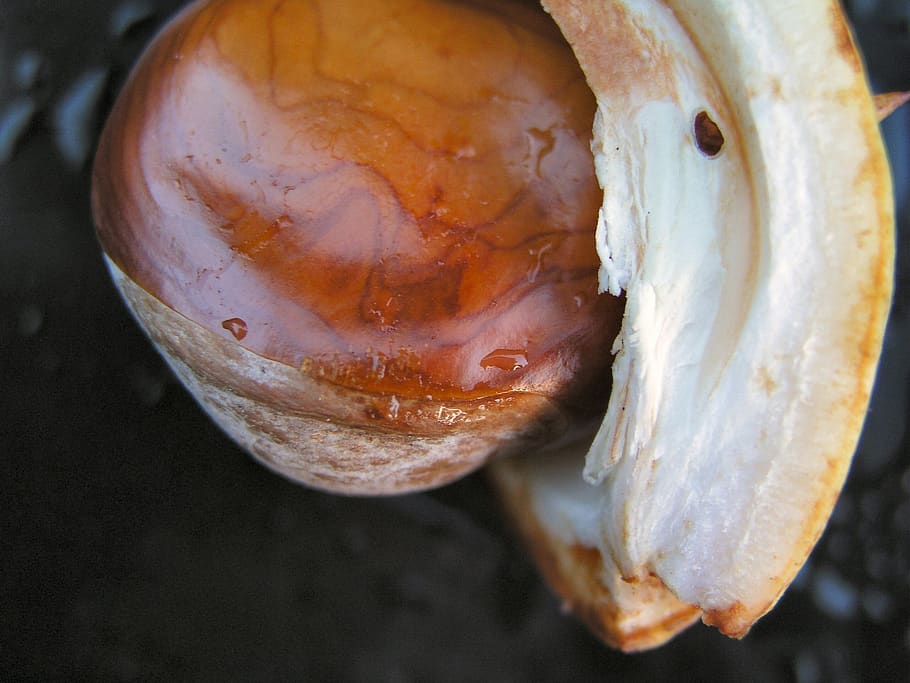 chestnut, nature, seed, close-up, animal, fish, no people, focus on foreground HD wallpaper