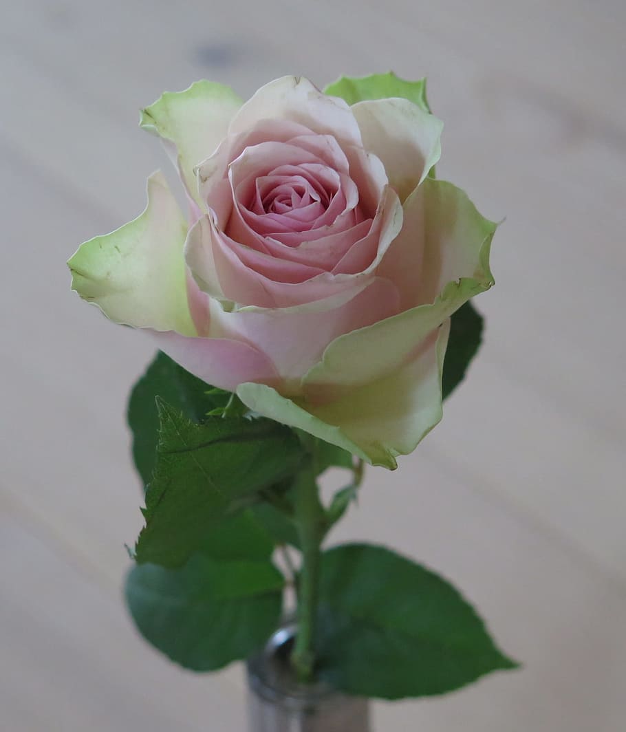 rose, pink, white, leaf, green, flower, nature, petal, romance HD wallpaper