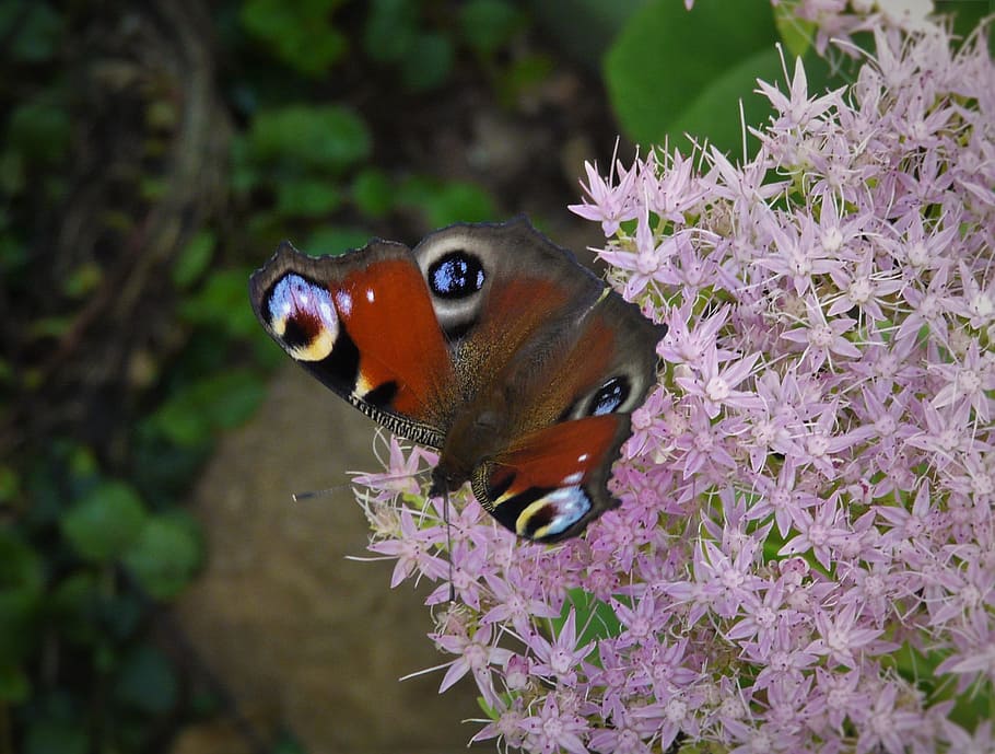 Butterfly, Colored, summer, joy, the rapture, one animal, animals in the wild, HD wallpaper