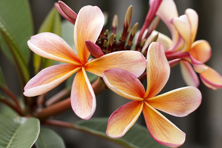 closeup photo of brown-and-purple petaled flowers in bloom, frangipani