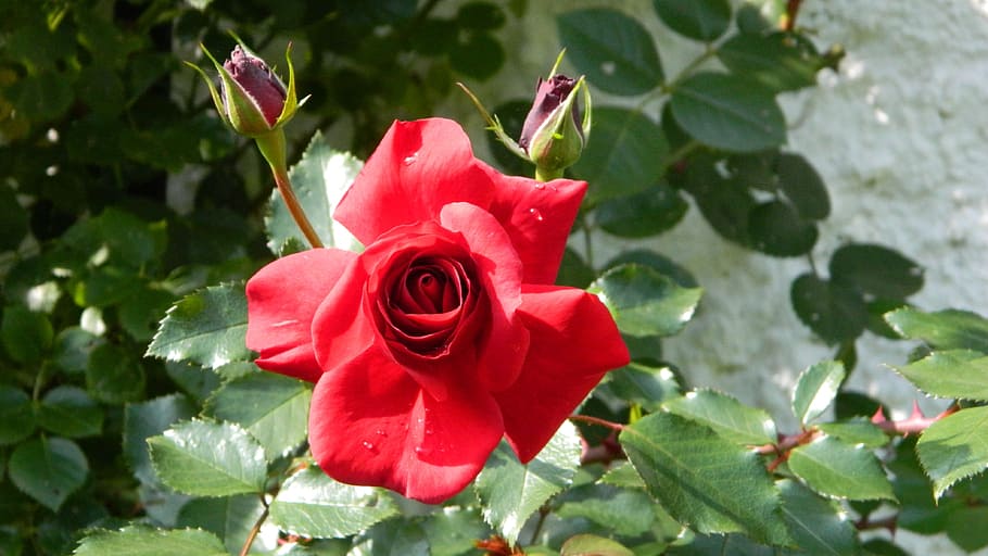 rose, red, nature, bud, flower, flowering plant, beauty in nature HD wallpaper