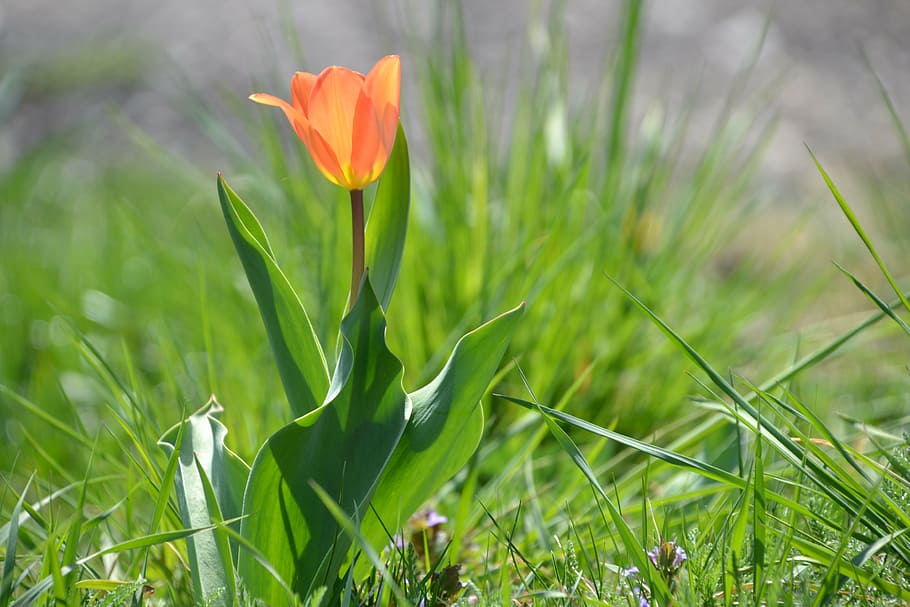 tulip, flower, spring, orange, bloom, blossomed, tulpenbluete HD wallpaper