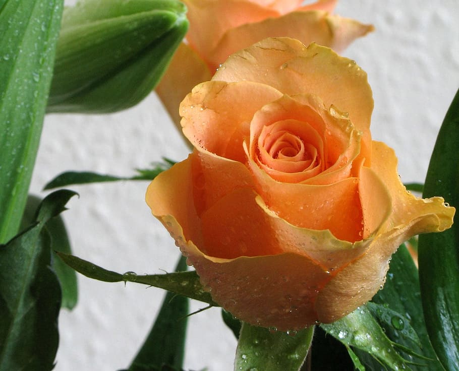 rose, orange, flower, petals, blossom, plant, flowering plant HD wallpaper