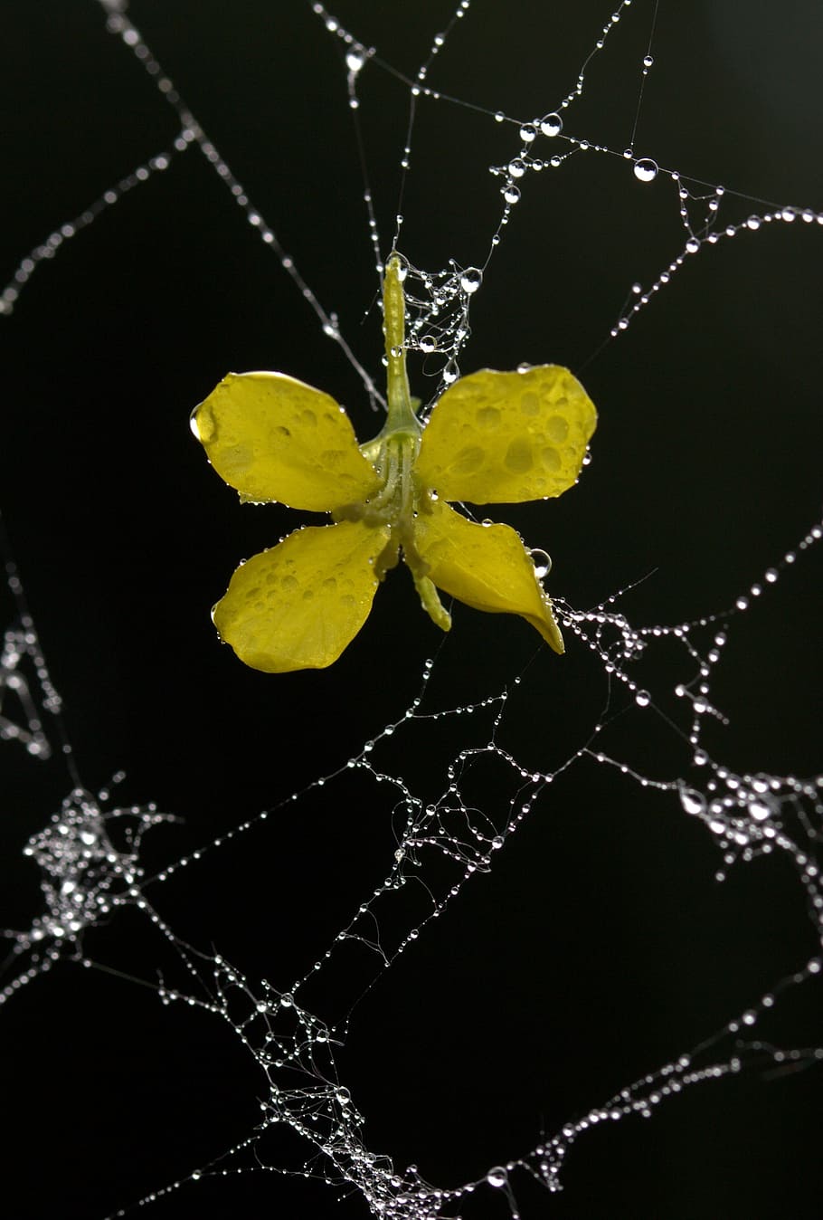 HD wallpaper: spider web, petals, yellow, dew, drops, flower, garden