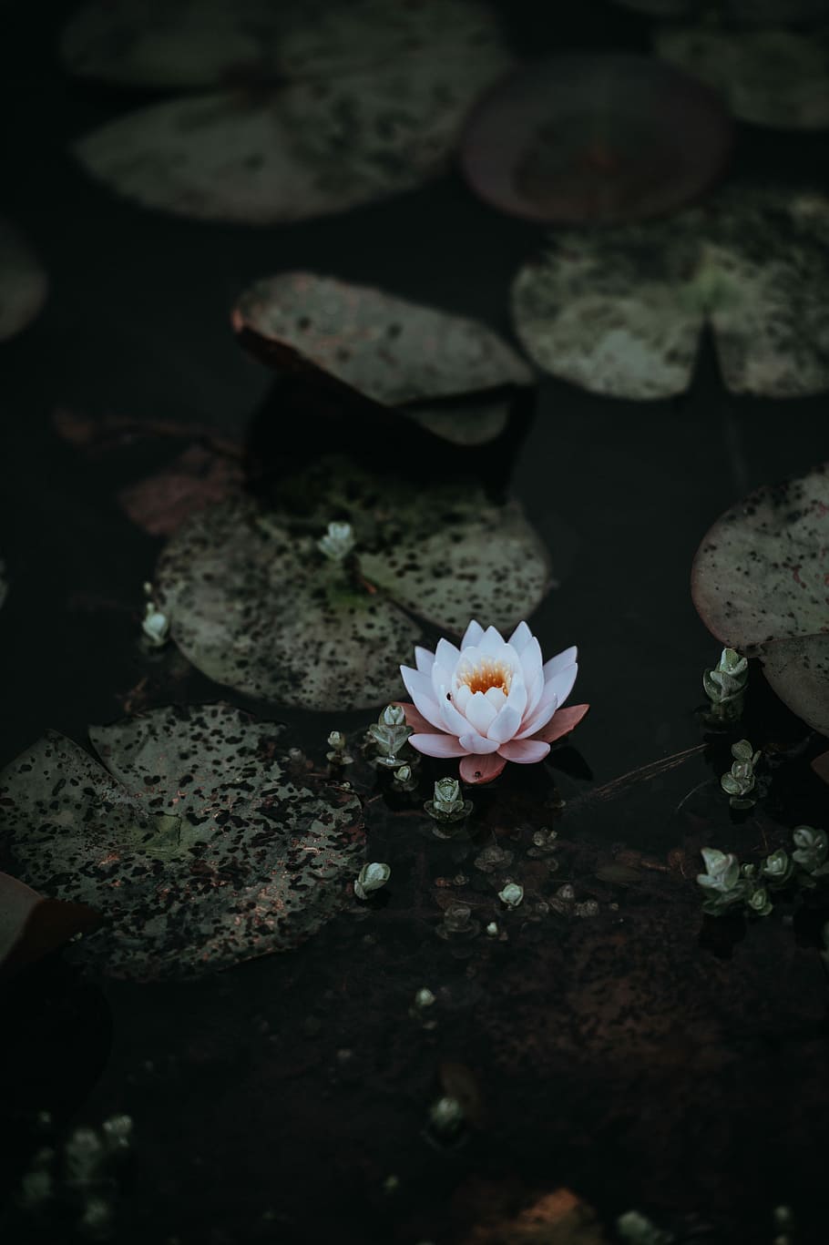 white lotus flower on body of water, lily, lilpad, leaf, pond HD wallpaper