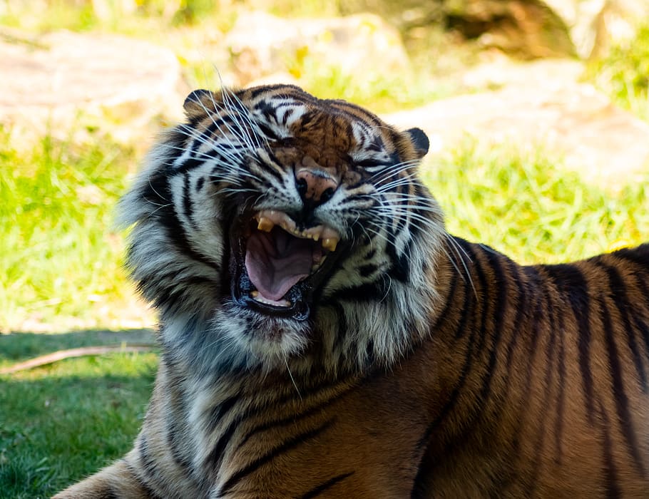 tiger, predator, cat, zoo, animal, animal themes, mammal, feline HD wallpaper