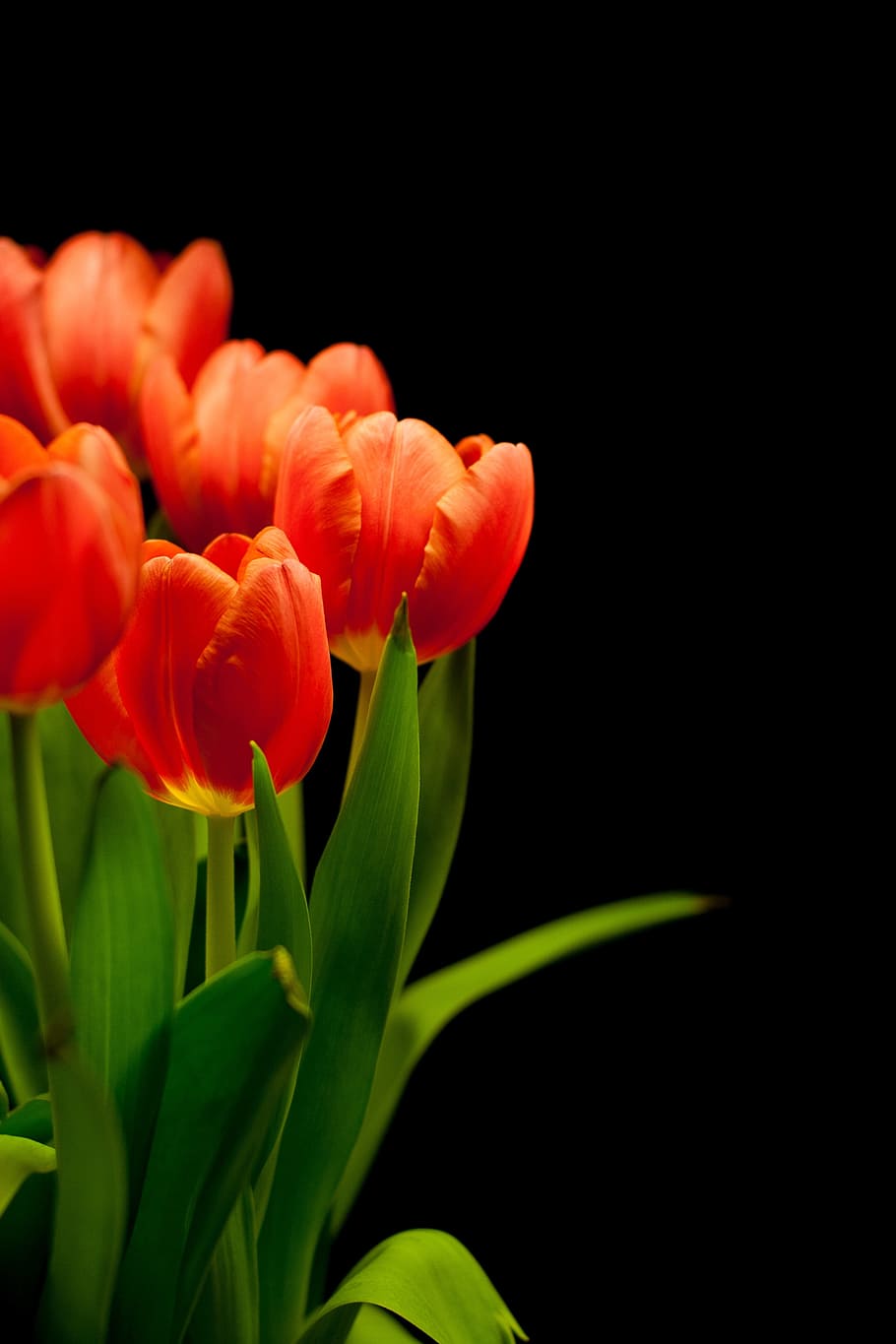 photo of orange tulip flowers, tulips, tulip bouquet, reddish, HD wallpaper
