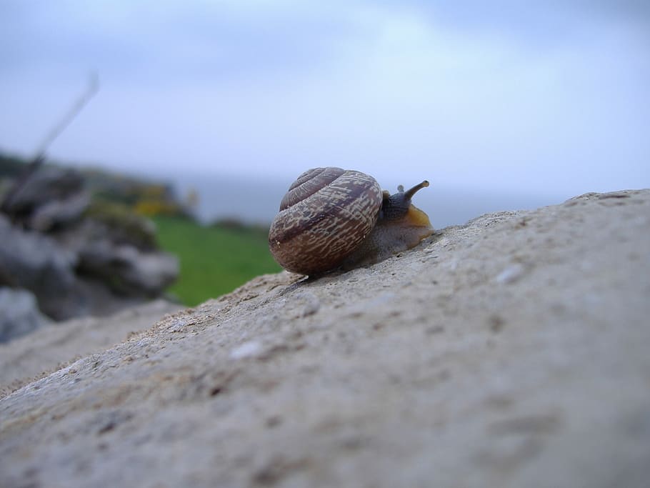 HD wallpaper: Snail Rock Climbing Shell Nature mollusk slow