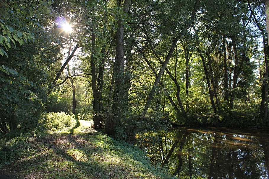 Rest, Forest, Trees, Pond, Idyll, green, sunset, nature, woodland HD wallpaper