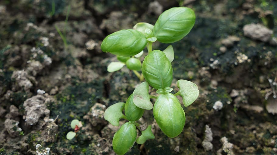basil, herbs, green, eat, spice, plant, healthy, food, cook HD wallpaper
