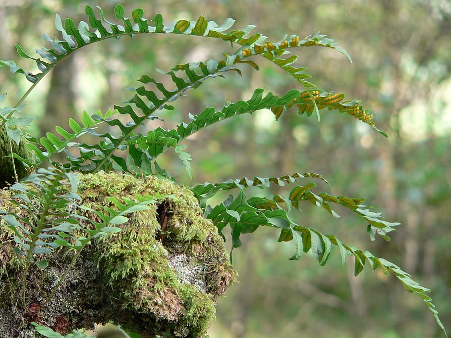 fern, moss, log, plant, growth, green color, focus on foreground HD wallpaper