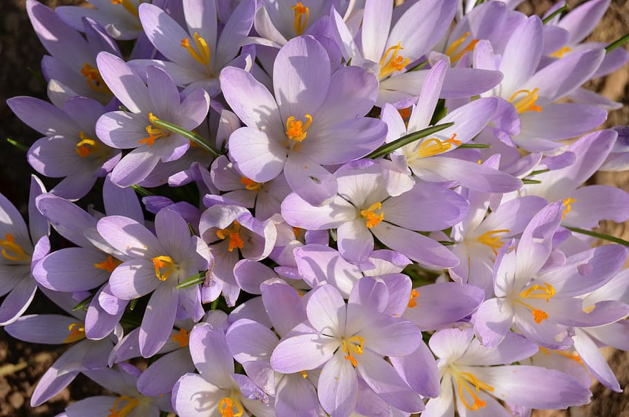 crocus, flowers, spring, nature, blooming, cluster, flowering plant HD wallpaper