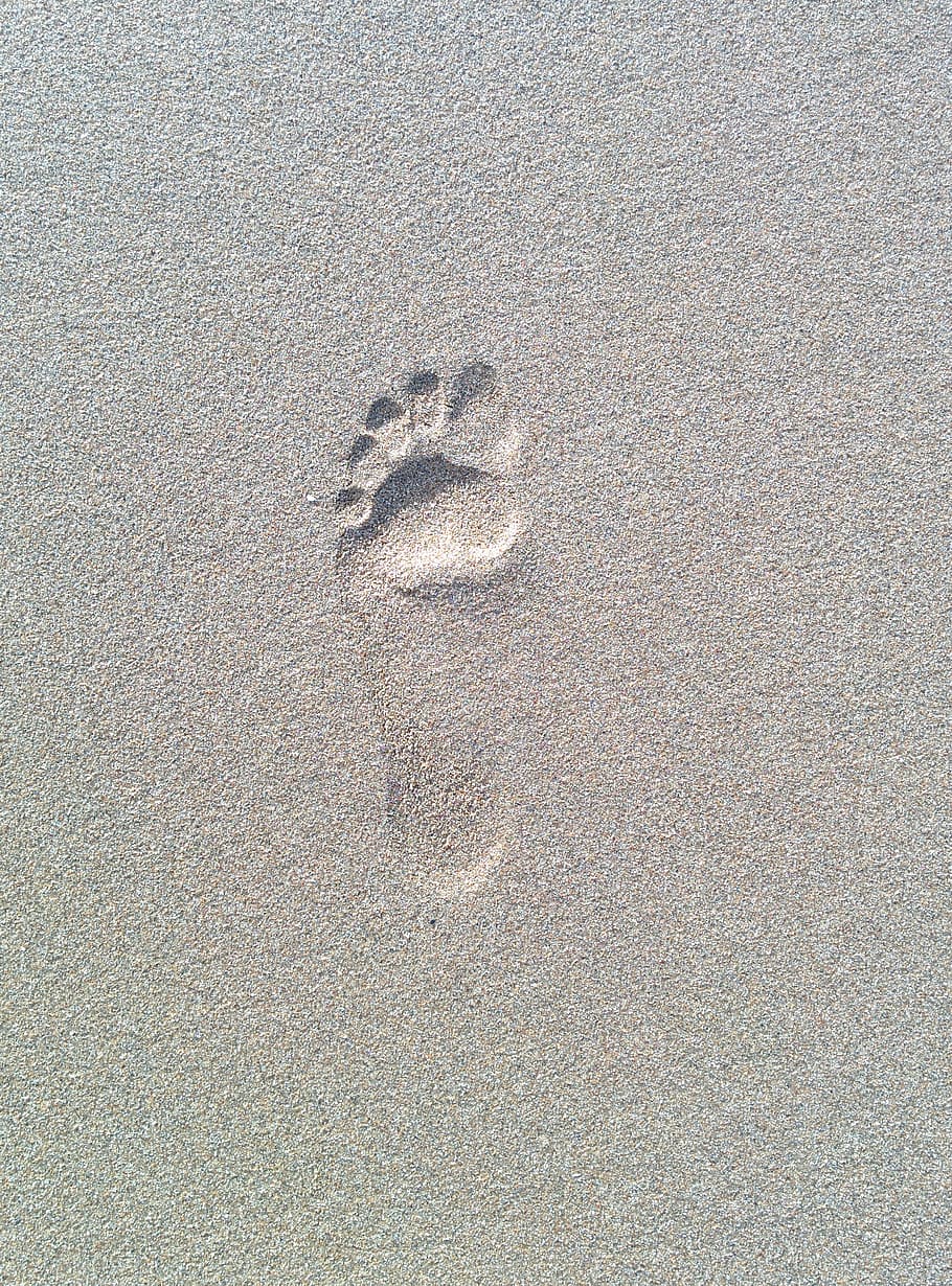 Footprint, Sand, Beach, paw print, animal track, high angle view, HD wallpaper