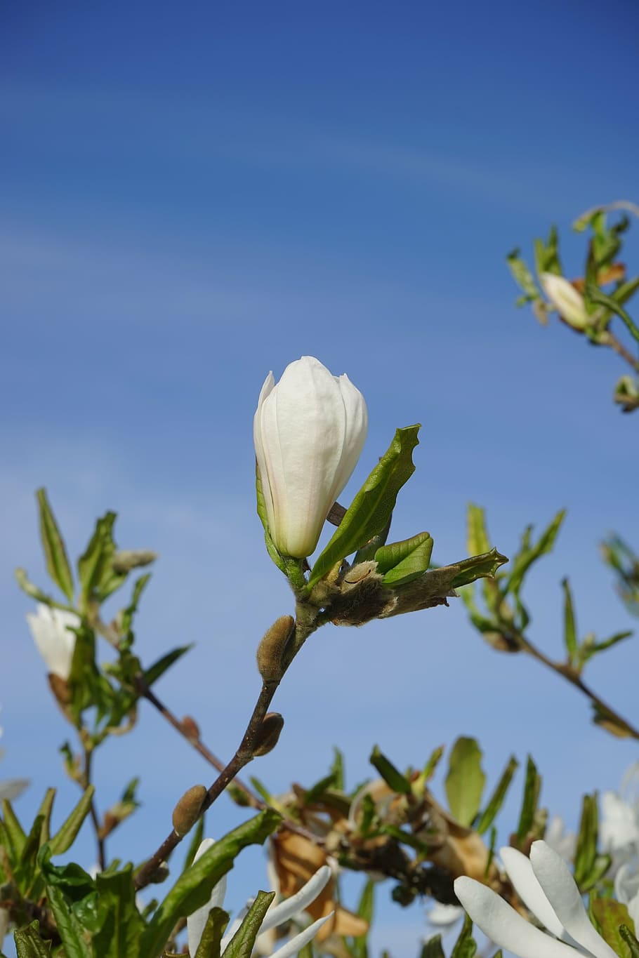 blossom, bloom, closed, white, star magnolie, magnolia, ornamental shrub HD wallpaper