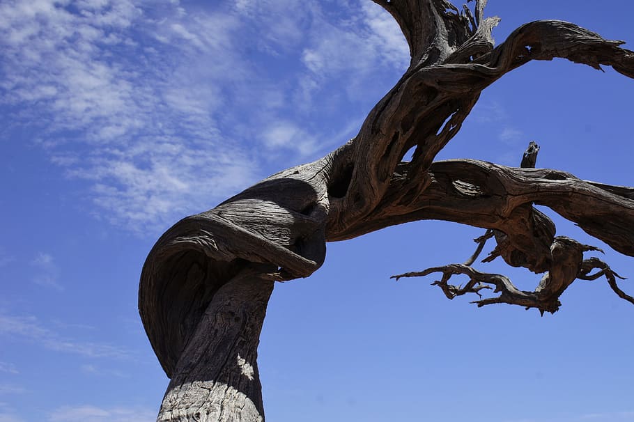 Tree, Desert, Simpson, gnarled, australia, remote, outback HD wallpaper