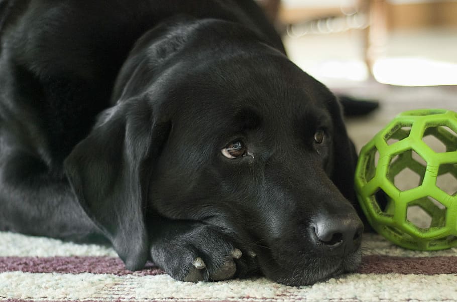 adult black Labrador retriever on brown and white carpet, Dog