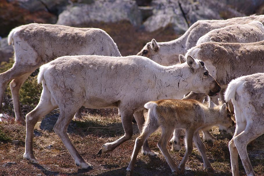 reindeer, norway, dom, pack, holiday, summer, mammal, pack animal HD wallpaper