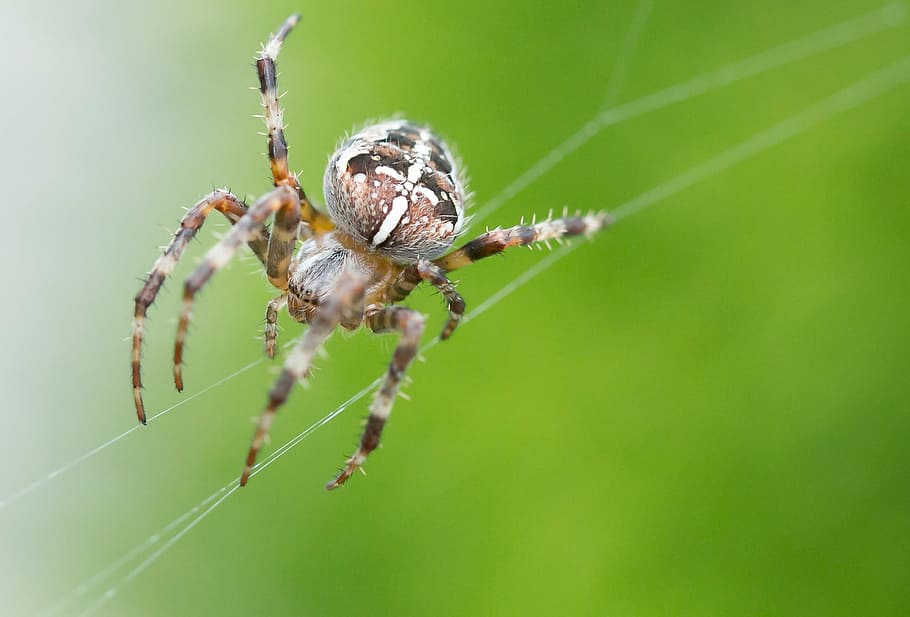 spider, insect, close, small spider, cobweb, macro, nature HD wallpaper
