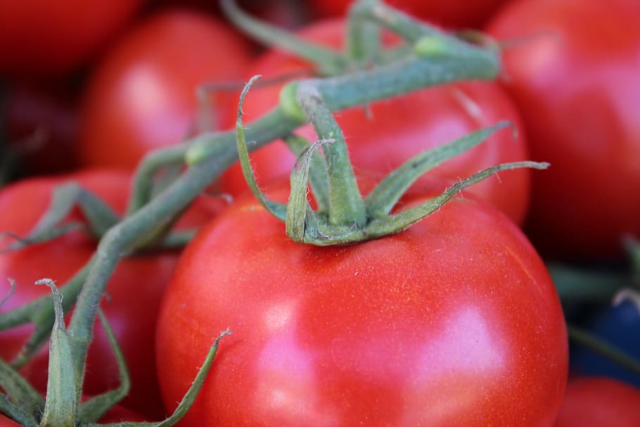 bush tomato, red, vegetables, close, food, frisch, healthy HD wallpaper