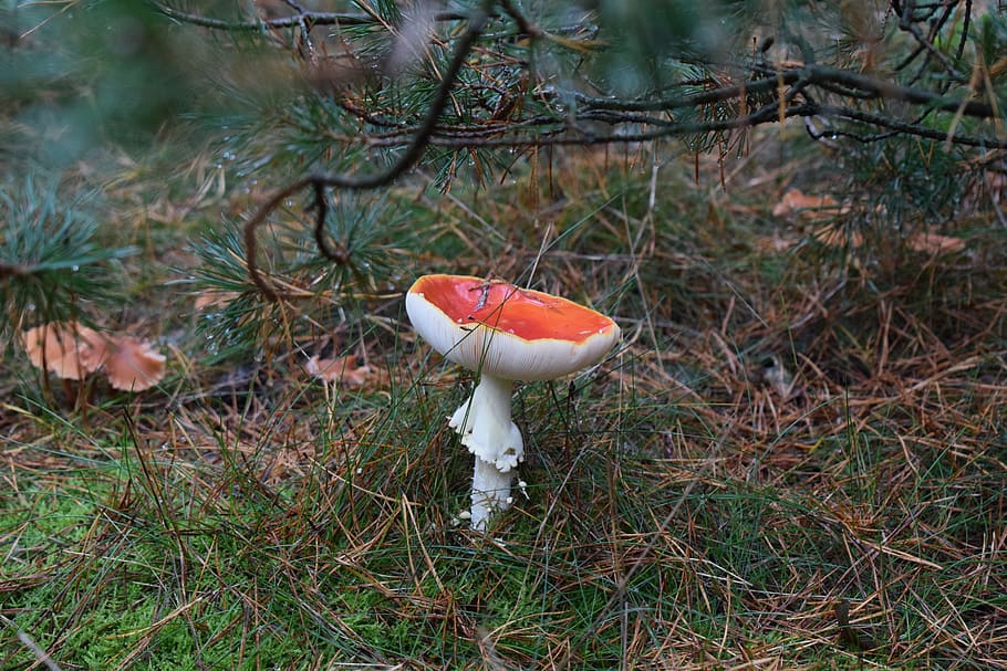 mushroom, nature, forest, fungus, plant, land, vegetable, toadstool HD wallpaper