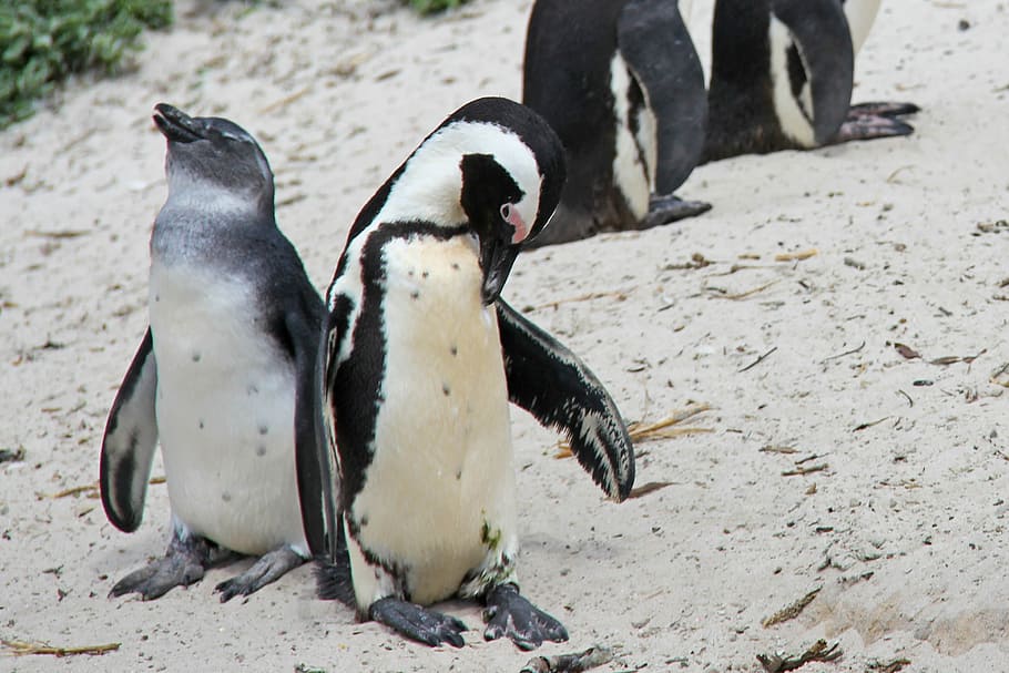 Penguin, Cute, Cuddly, Beautiful, Beach, boulders beach, penguins HD wallpaper